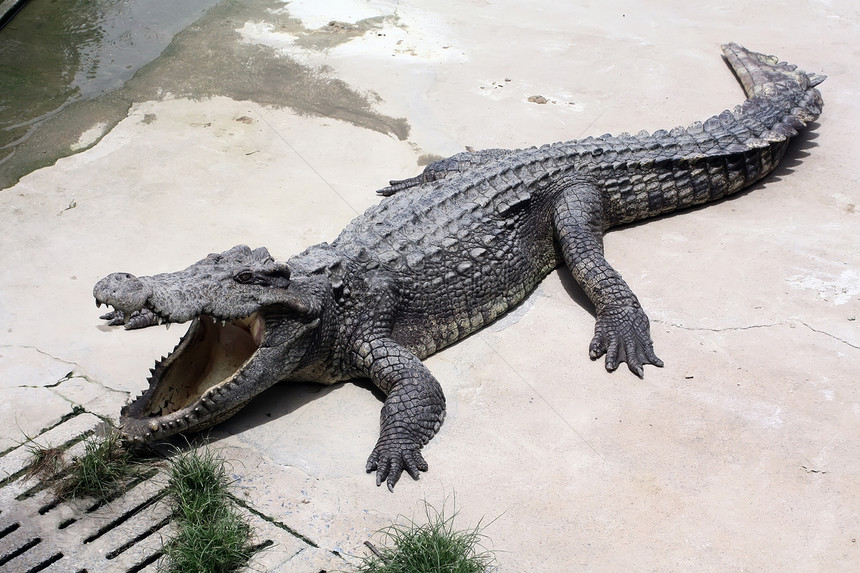 Crocodile农场打猎动物动物园猎人旅行怪物捕食者尾巴危险两栖动物图片