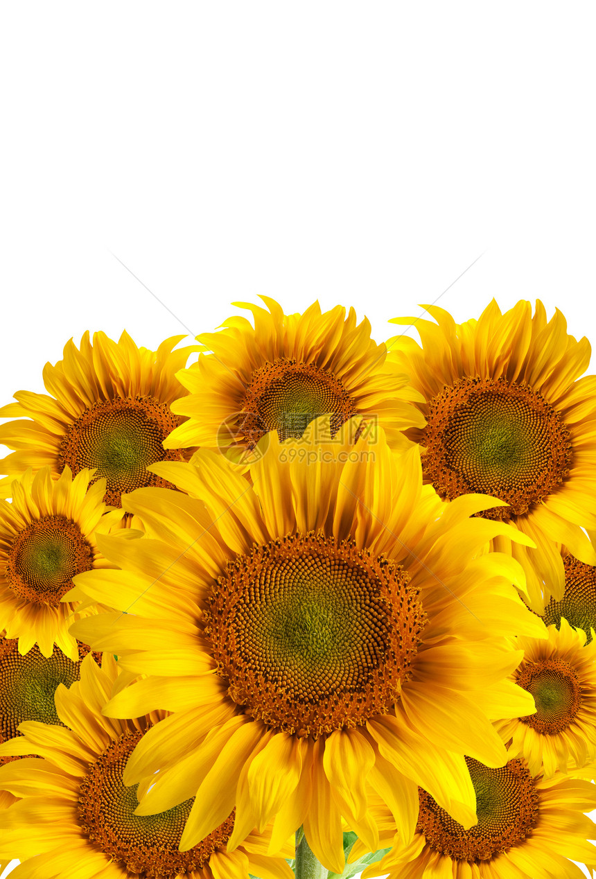 美丽的向日葵季节点燃太阳花瓣种子阳光天空农业雏菊宏观图片