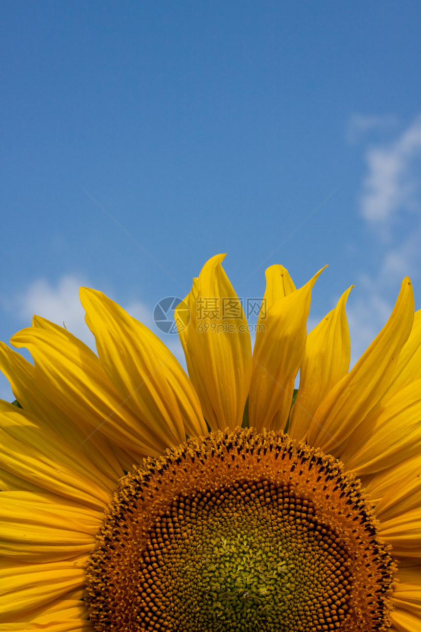 向日向草地生长农业植物太阳花粉季节叶子剪辑框架图片