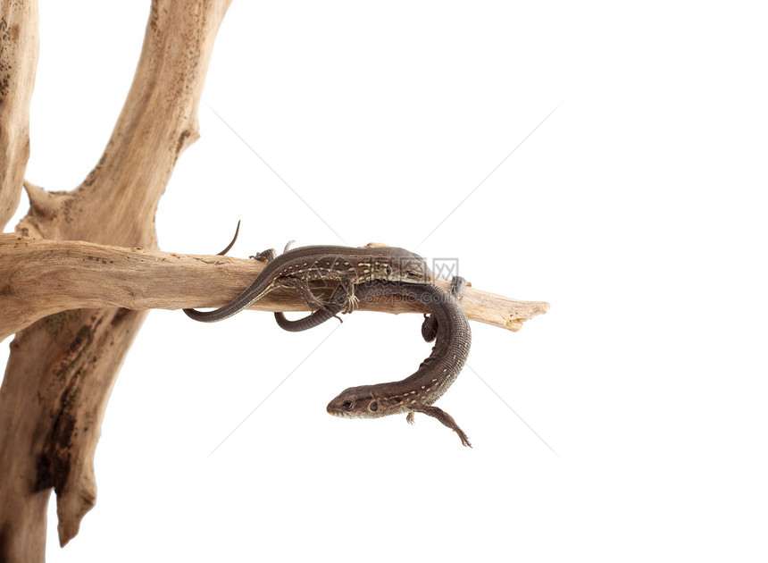 树上的蜥蜴白色冷血脊椎动物野生动物尾巴障碍动物爬虫宠物图片