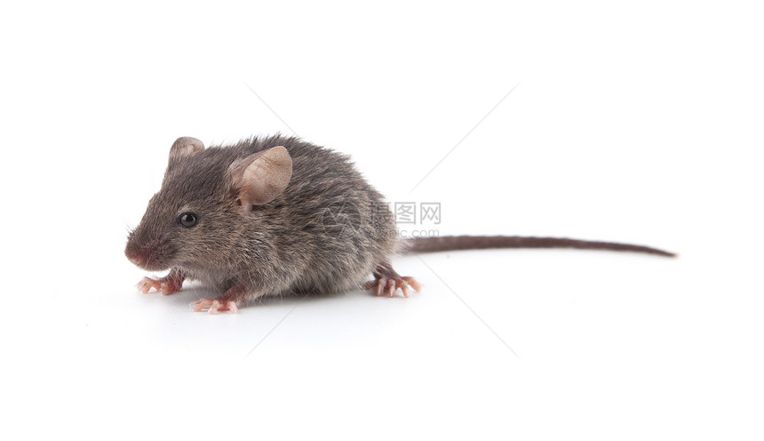 小老鼠哺乳动物毛皮流浪尾巴乐趣头发生活爪子宏观动物图片