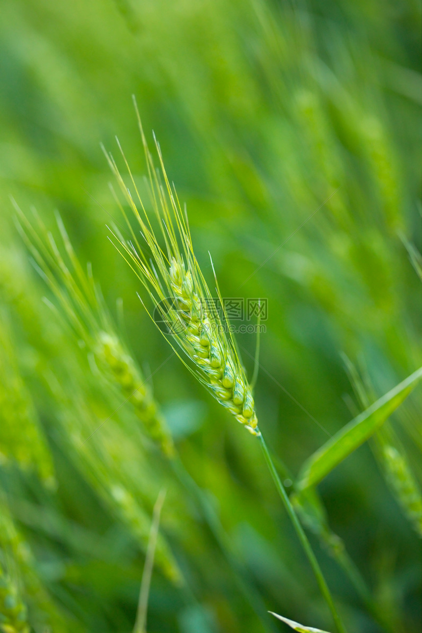 小麦农业谷物生长稻草环境农场农村农田培育耳朵图片