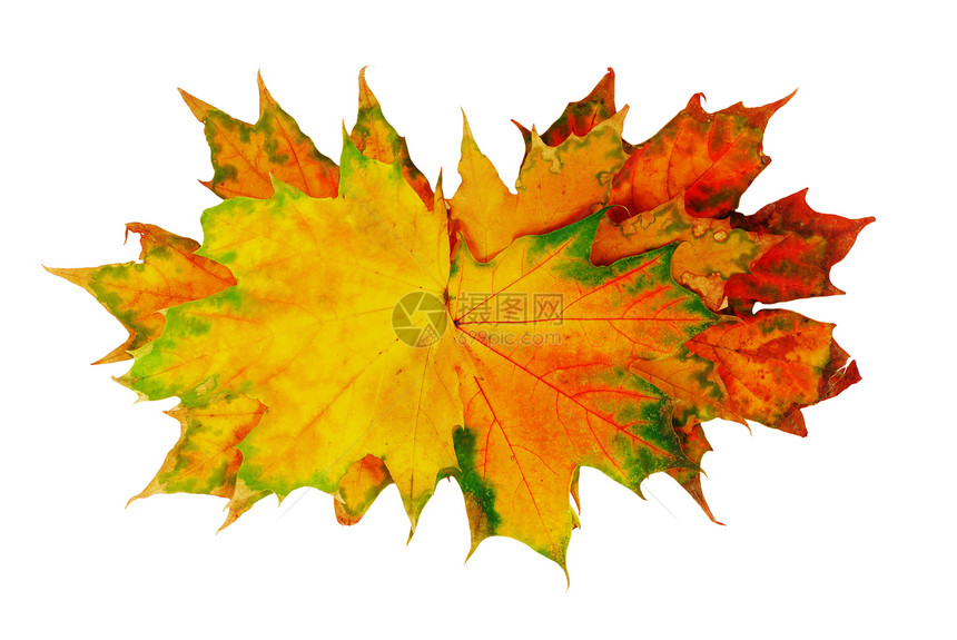 秋叶静脉棕色团体黄色标本馆绿色白色季节拼贴画季节性图片