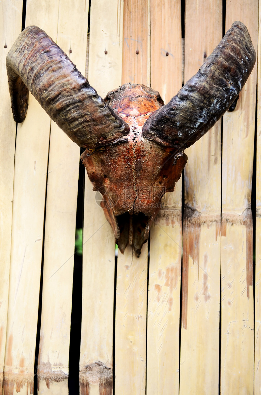 山羊骨摄影死亡哺乳动物牛角颅骨成人竹子骨头骨骼艺术图片