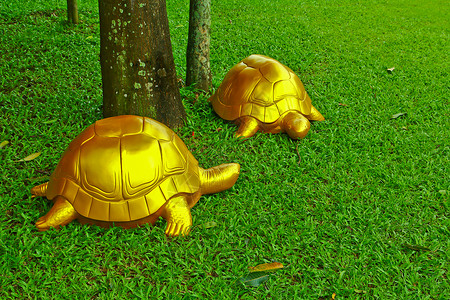 园中的海龟背景图片