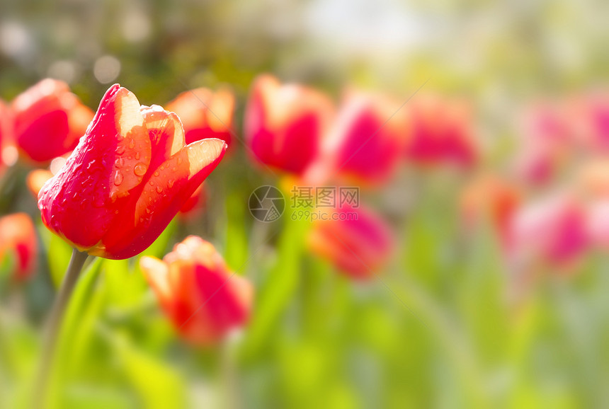 红郁金花背景季节性绿色花瓣生长郁金香公园花园草地红色图片