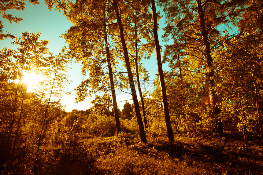 秋季晴天环境树叶季节性天空棕色黄色蓝色木头森林图片
