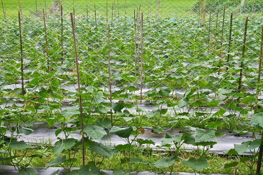 黄瓜农场场地植物农业商业温室蔬菜维生素食物生长叶子图片