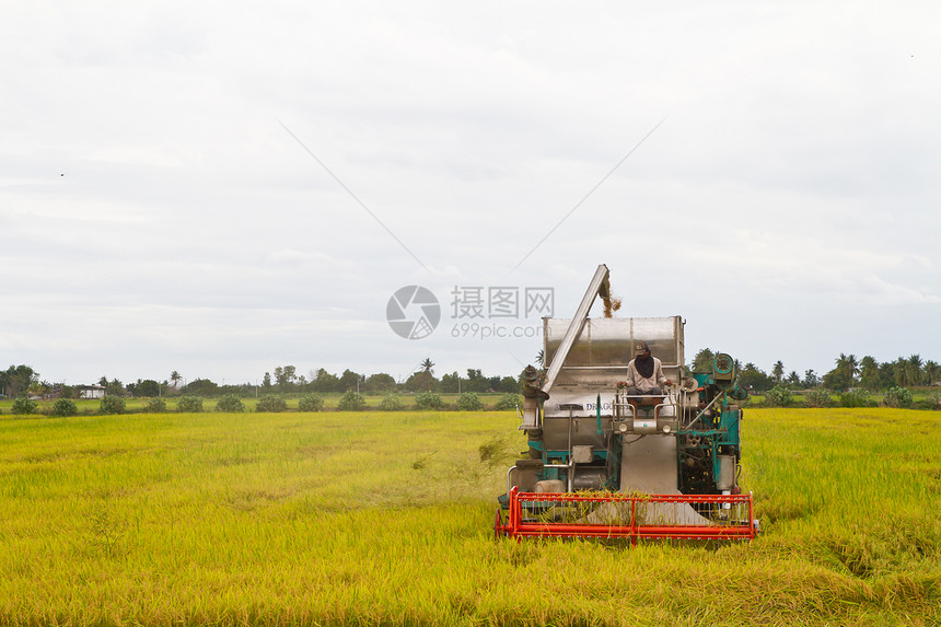 合并收获大米农田草地场地农场国家面包农村机械食物力量图片