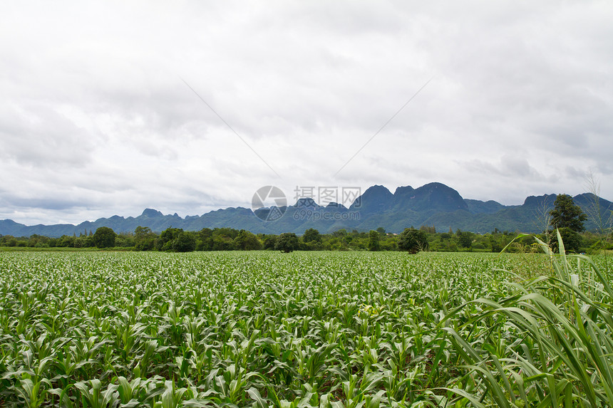 玉米农场土地草地环境美丽国家天空季节植物农村场地图片