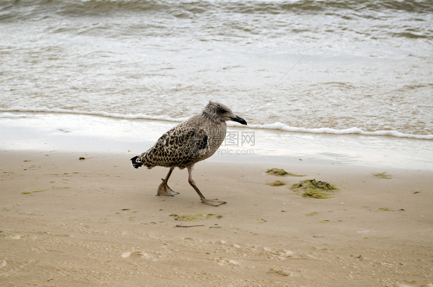 海鸥宝宝在沿海海沙和海浪中行走图片