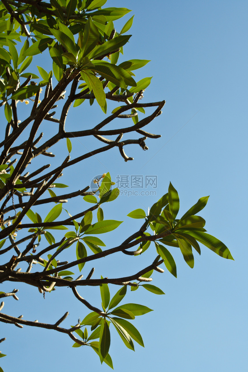 天然树农场生长叶子木头太阳框架阴影植物学天空蓝色图片
