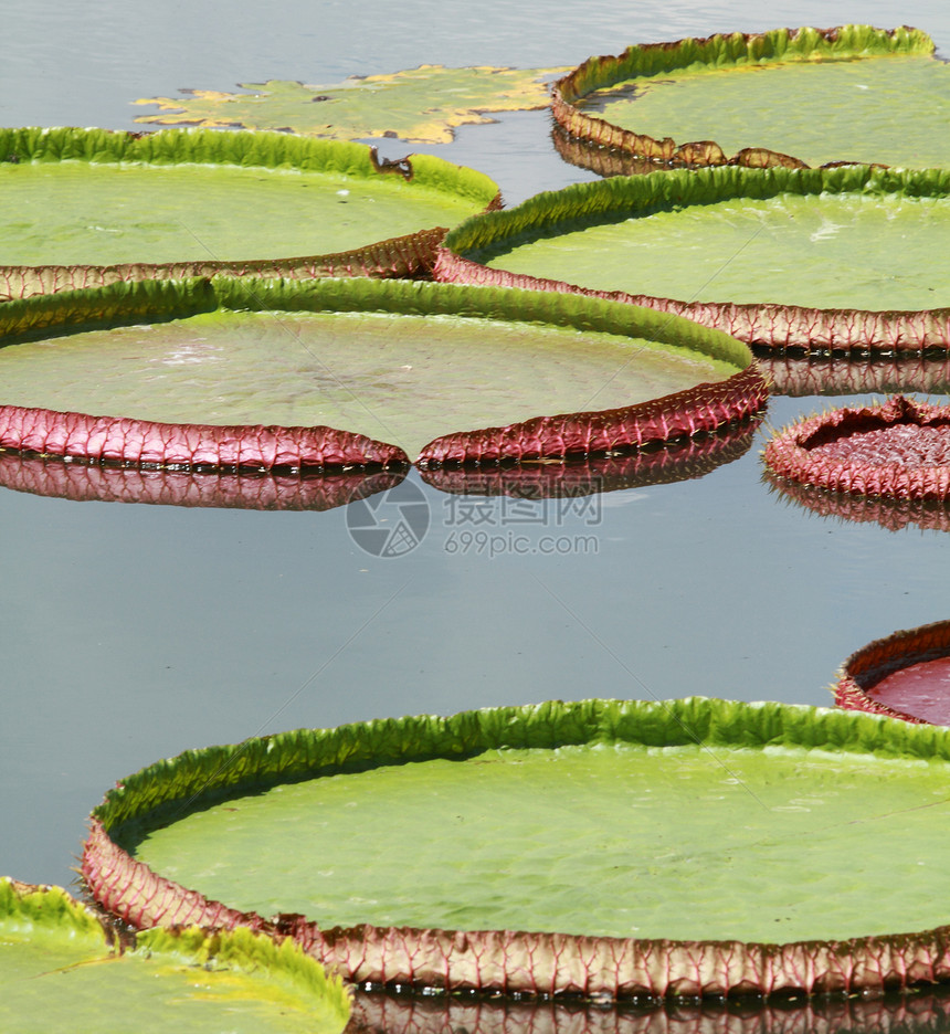 皇家水百合植物群森林卡片池塘植物叶子情调异国轮缘季节图片