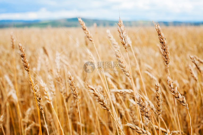 小麦田农场农业植物小麦稻草谷物种子面包天空收成图片