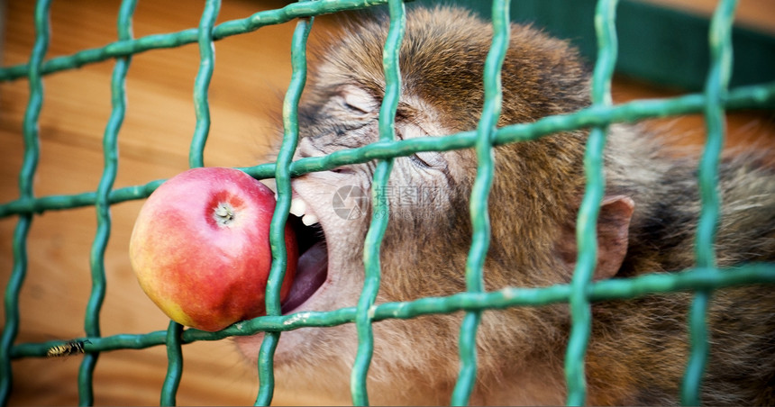 吃苹果的猴子动物食物热带生活野生动物食欲动物群猕猴丛林灵长类图片