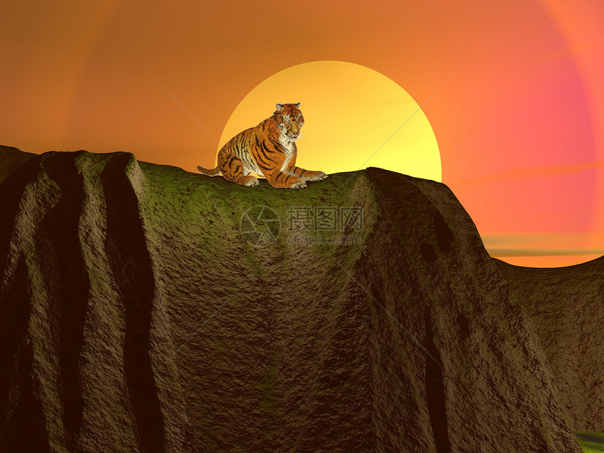 老虎放松危险豹属荒野大草原日落动物猎人脊椎动物哺乳动物猫科图片