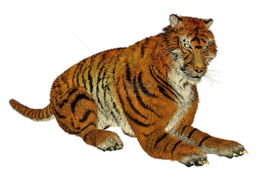 老虎坐着捕食者食肉插图危险大草原毛皮野生动物橙子荒野动物图片