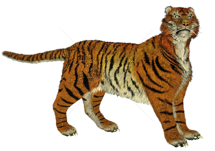 老虎站立哺乳动物橙子毛皮捕食者条纹野猫荒野野生动物动物濒危图片