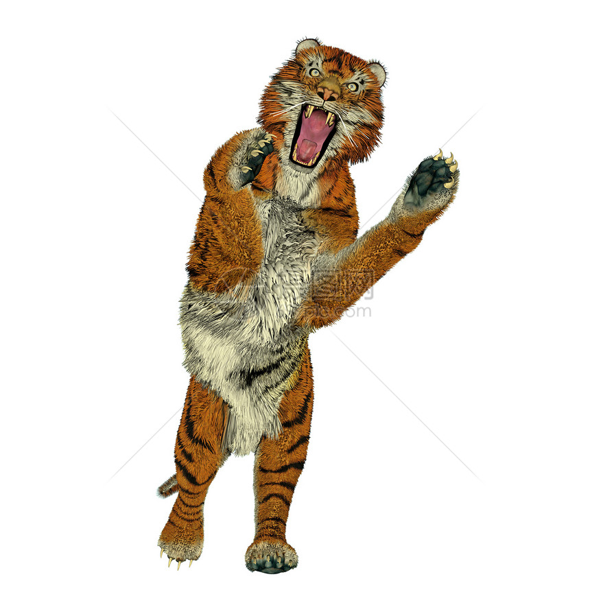 老虎攻击哺乳动物动物动物群橙子捕食者大草原丛林野猫毛皮动物园图片