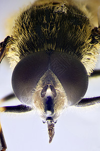 原生美眸术环绕飞行微型照片甲虫眼睛花蝇原虫小动物坑眼显微传感器动物显微镜背景