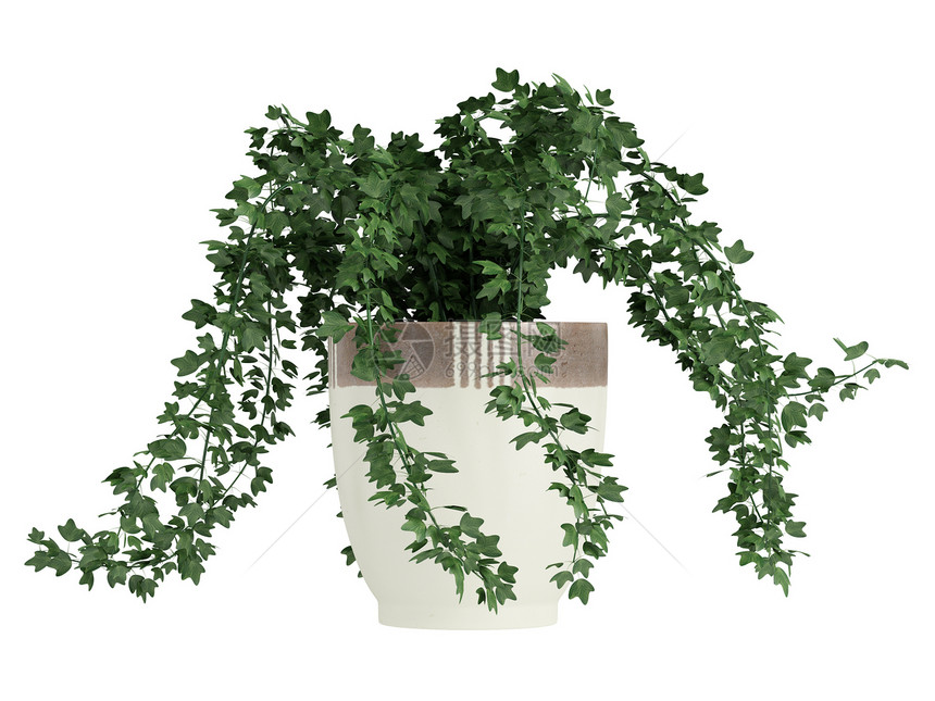 Ivy 跟踪一个集装箱树叶藤蔓植物学绿色植物装饰品风格卷须制品叶子陶器图片