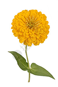 辛尼亚花日尼亚拉特花瓣照片叶子黄色植物学宏观白色雏菊礼物绿色背景图片