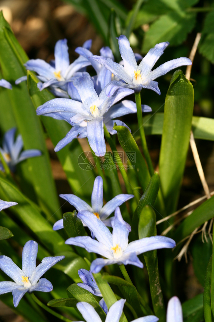 蓝春花植物群绿色肝病蓝色紫色花园公园花瓣毛茛森林图片
