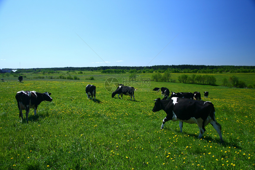 奶牛景观牛奶场地蓝色奶制品丘陵牧羊人草地草原环境风景图片