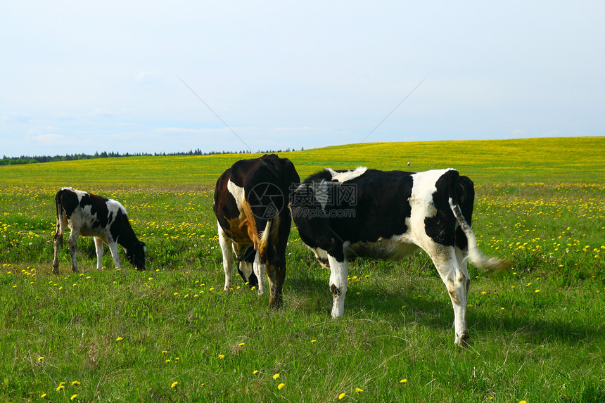 奶牛景观丘陵草地场地晴天阳光农村风景环境奶牛场牛奶图片
