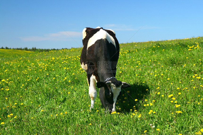 奶牛景观草原晴天挤奶奶牛场农场牧场阳光草地家畜农田图片