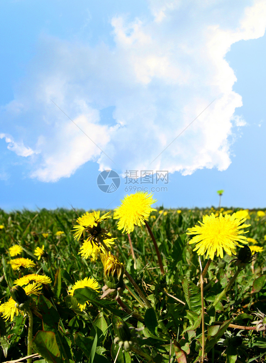 dandelion 字段美丽场地蓝色太阳花瓣植物群草地幸福环境叶子图片