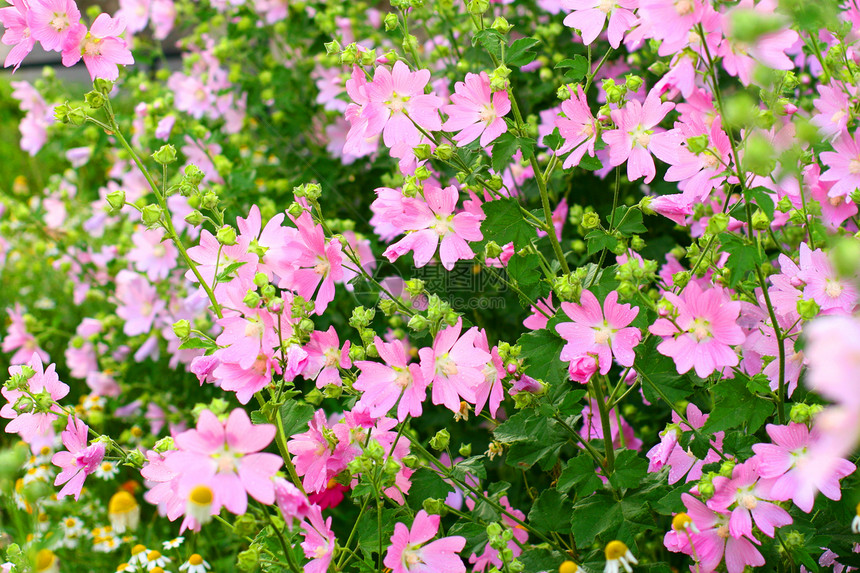 粉红春花粉色花瓣公园紫色季节性花束花店植物群宏观新娘图片