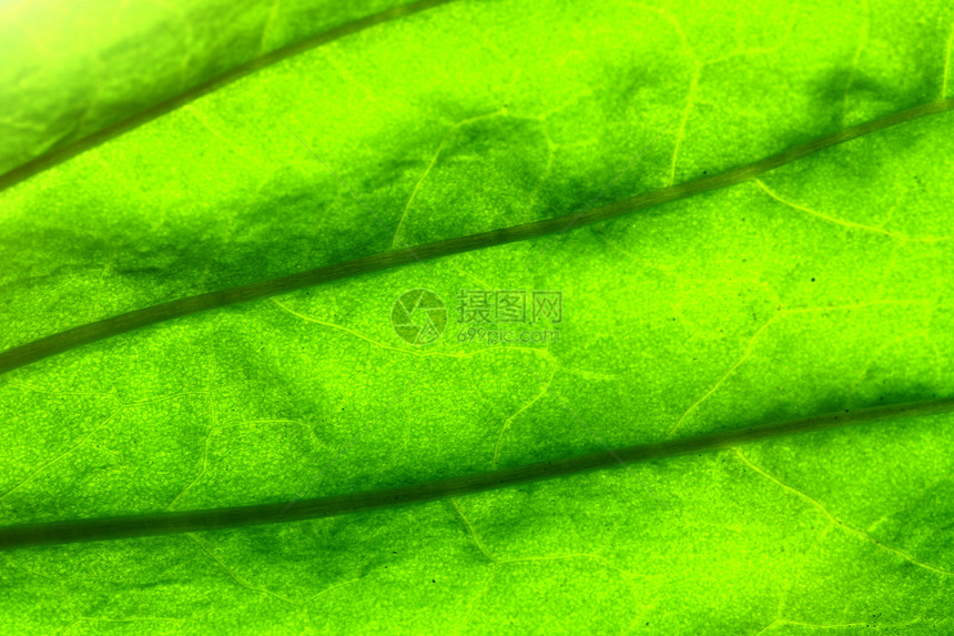 绿叶白色太阳植物群生态叶子生长宏观植物学植物环境图片