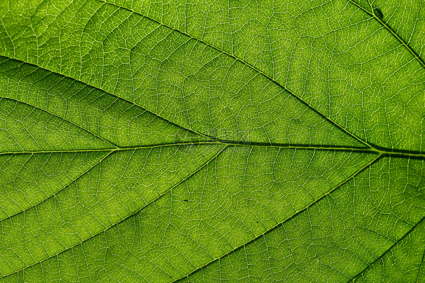 绿叶园艺生活植物学植物宏观静脉进步植物群生物学环境图片