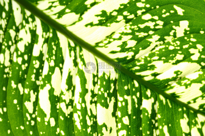 绿叶植物群草本植物生长阴影花园静脉桦木阳光叶子网格图片