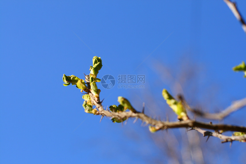 绿色树叶背景天空阳光太阳城市叶子植物蓝色金子公园树木图片