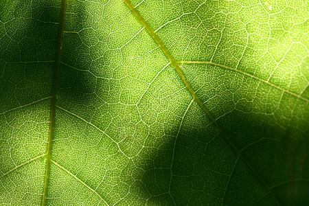 对称竹竿叶子绿叶脊柱叶子环境脉络季节线条刀刃戏剧性生态植物学背景