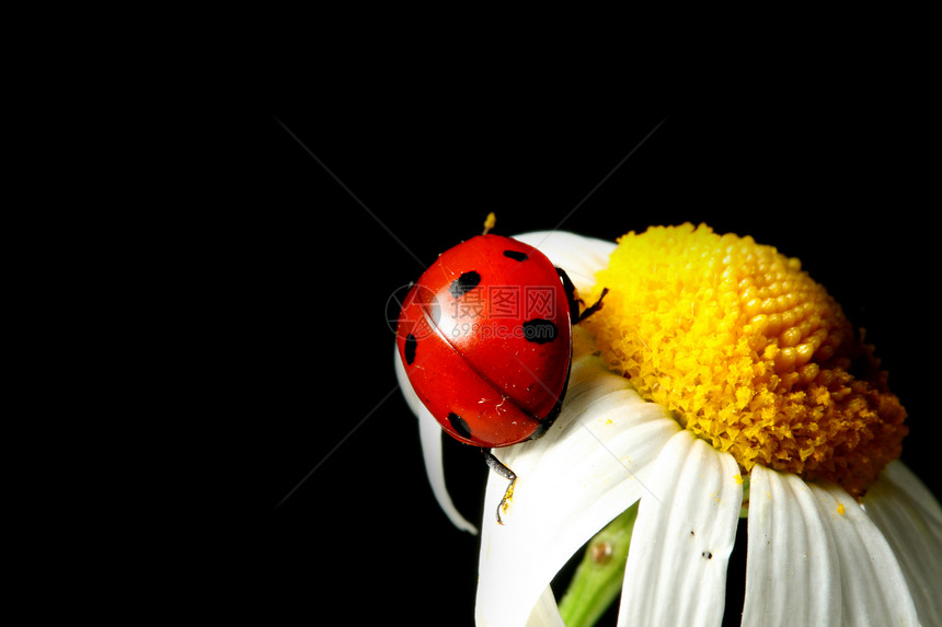 夏季女鼠居宏观叶子雏菊花瓣花园环境太阳甲虫昆虫植物图片