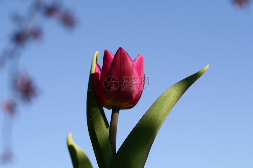 天空中的郁金香蓝色植物群绿色季节花园粉色活力植物图片