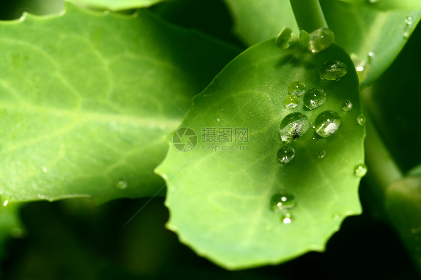 自然自流水液体生长环境水滴雨滴天气宏观叶子草地绿色图片