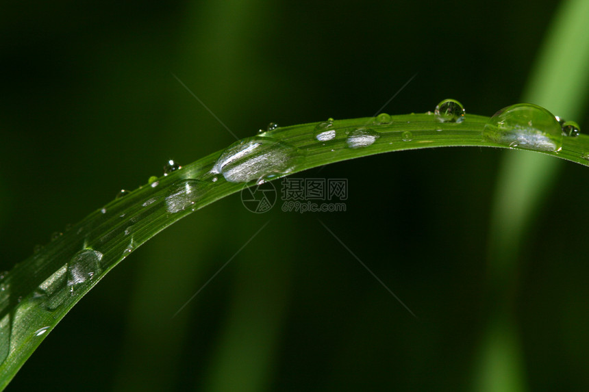 自然自流水生活宏观水滴液体草地环境绿色叶子雨滴天气图片
