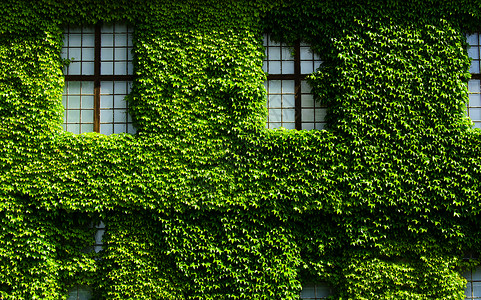 绿墙生态植物叶子热带环境树叶城市房子花园玻璃背景图片