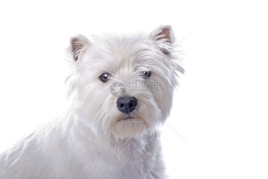 白边的威西脊椎动物白色水平画像猎犬宠物纯种狗犬类哈巴狗高地图片