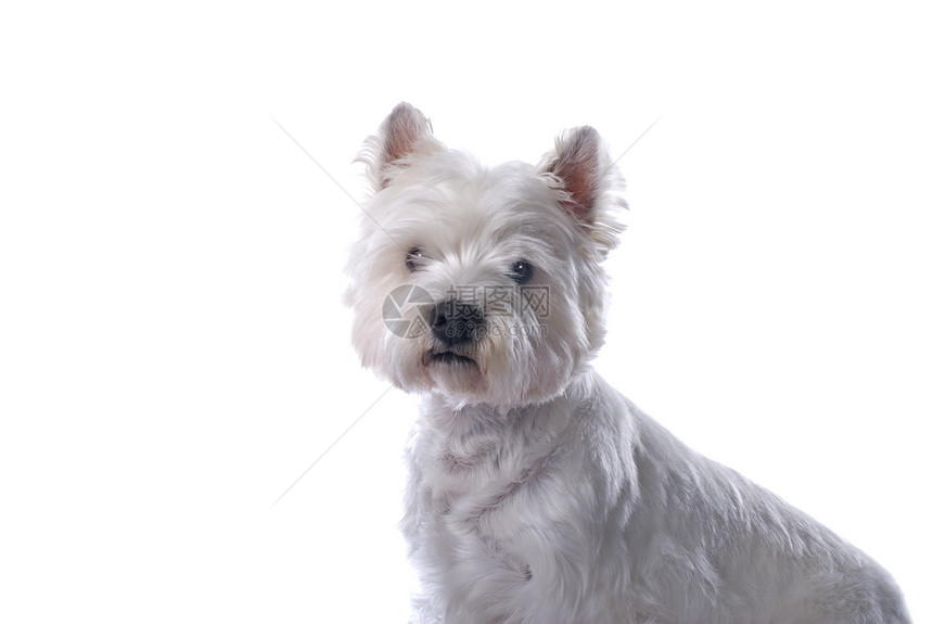 白边的威西脊椎动物水平犬类宠物伴侣画像高地哈巴狗猎犬纯种狗图片