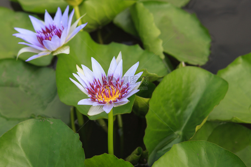 睡莲 开花在热带庭院里的莲花百合冥想紫色植物群情调香味植物学天空花园活力图片