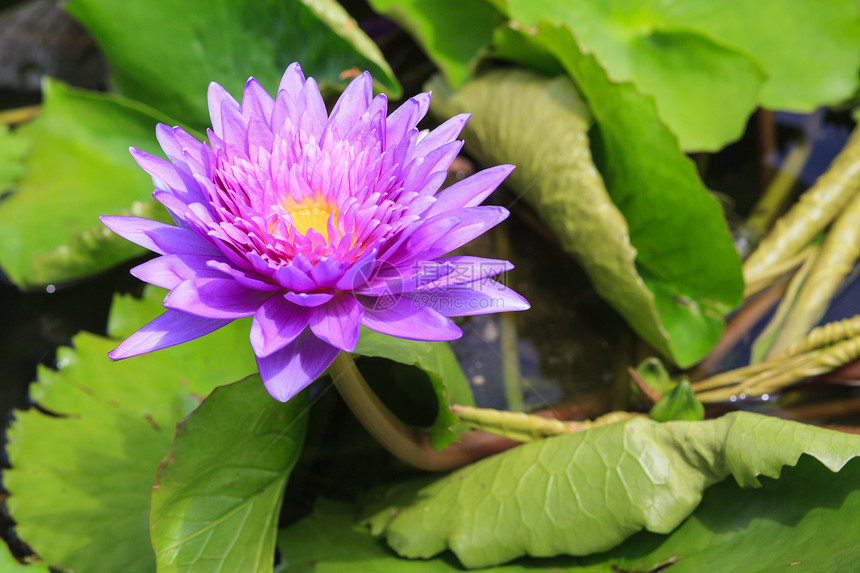 睡莲 开花在热带庭院里的莲花荷花叶子百合情调美丽公园池塘荒野水池花瓣图片