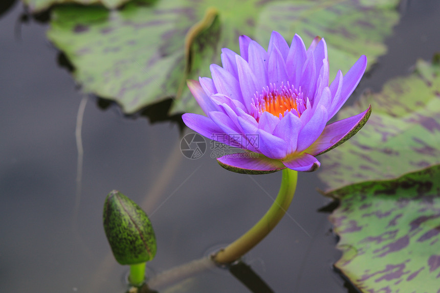 睡莲 开花在热带庭院里的莲花天空花瓣情调池塘百合活力紫色花园香味叶子图片