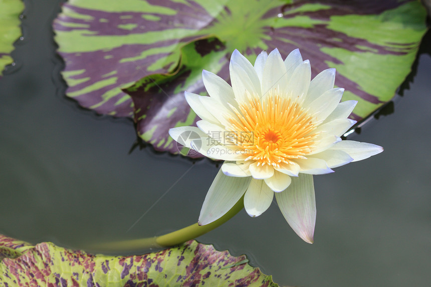 睡莲 开花在热带庭院里的莲花花园冥想环境紫色天空植物荷花植物群美丽反射图片