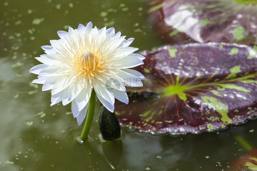 睡莲 开花在热带庭院里的莲花美丽天空池塘公园植物学荒野百合花瓣香味植物群图片