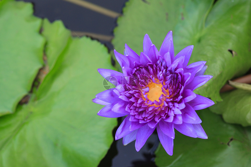 睡莲 开花在热带庭院里的莲花叶子花瓣荒野百合香味美丽环境紫色植物异国图片